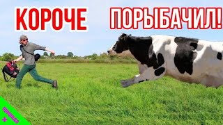 Напала корова на рыбалке! Рыбалка в грозу! Щука, окунь, голавль на малой реке.