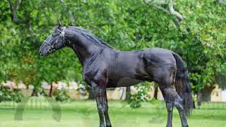 Beautiful Nonius Horses