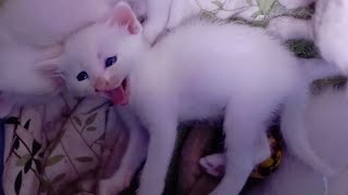 Kittens making cute faces #cat #cutecat #kitten by Hope & Fun 448 views 1 month ago 1 minute, 36 seconds