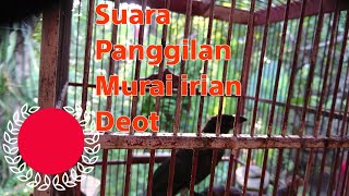 suara panggilan burung murai irian