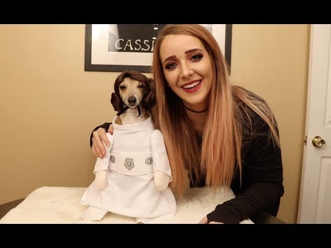 My Dogs Try On Halloween Costumes