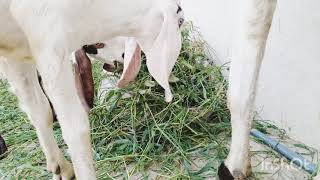 Cute Baby Goats - A Cutest And Funny Goats Baby Videos Compilation|| NEW HD