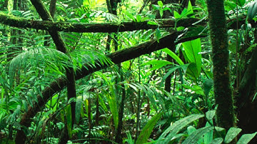 Full Audiobook: The Most Dangerous Game - Richard Connell - My Lector Series #16