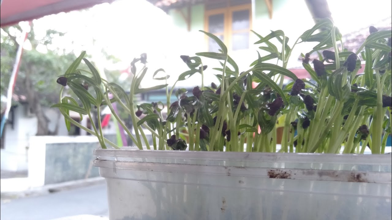 Cara Menanam Tanaman Dengan Metode Microgreen 