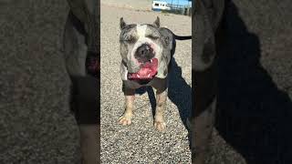 Merle bully #merlebully #xlamericanbully #americanbully #dogkennels #familyshortvideo #familyvlog