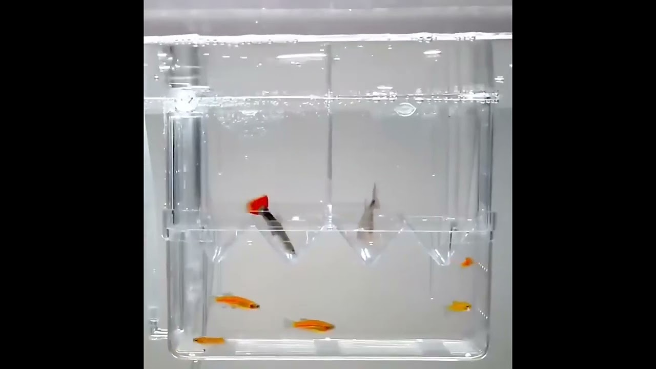 🐠 Elevate Your Fish Breeding Game with Acrylic Fish Breeding Isolation Box! 🏡🌟