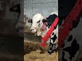 bari ead 2026 cow