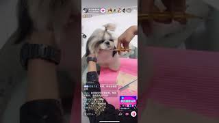 西施犬修剪高级课程视频（2）