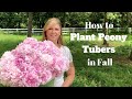 How to Plant Peony Tubers in Fall