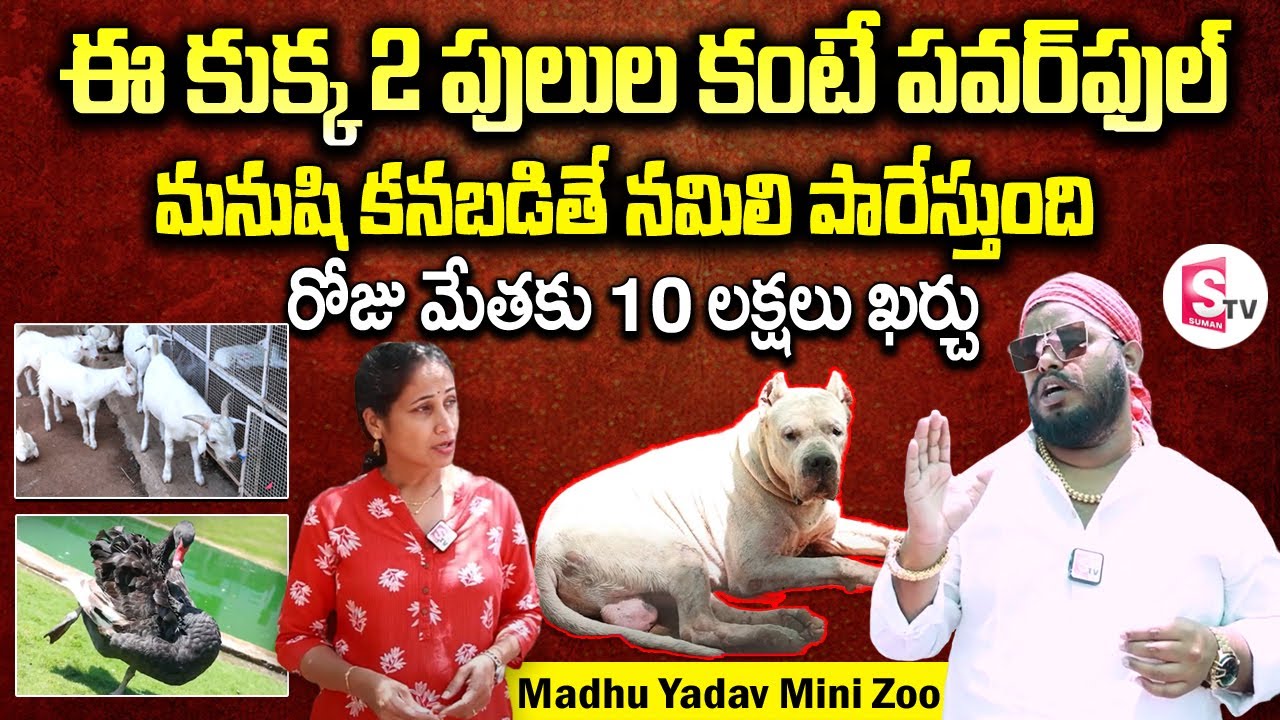 Madhu Yadav Mini Zoo Tour | Madhu Yadav Farm House Tour | Dogo Argentino | SumanTV Vijayawada