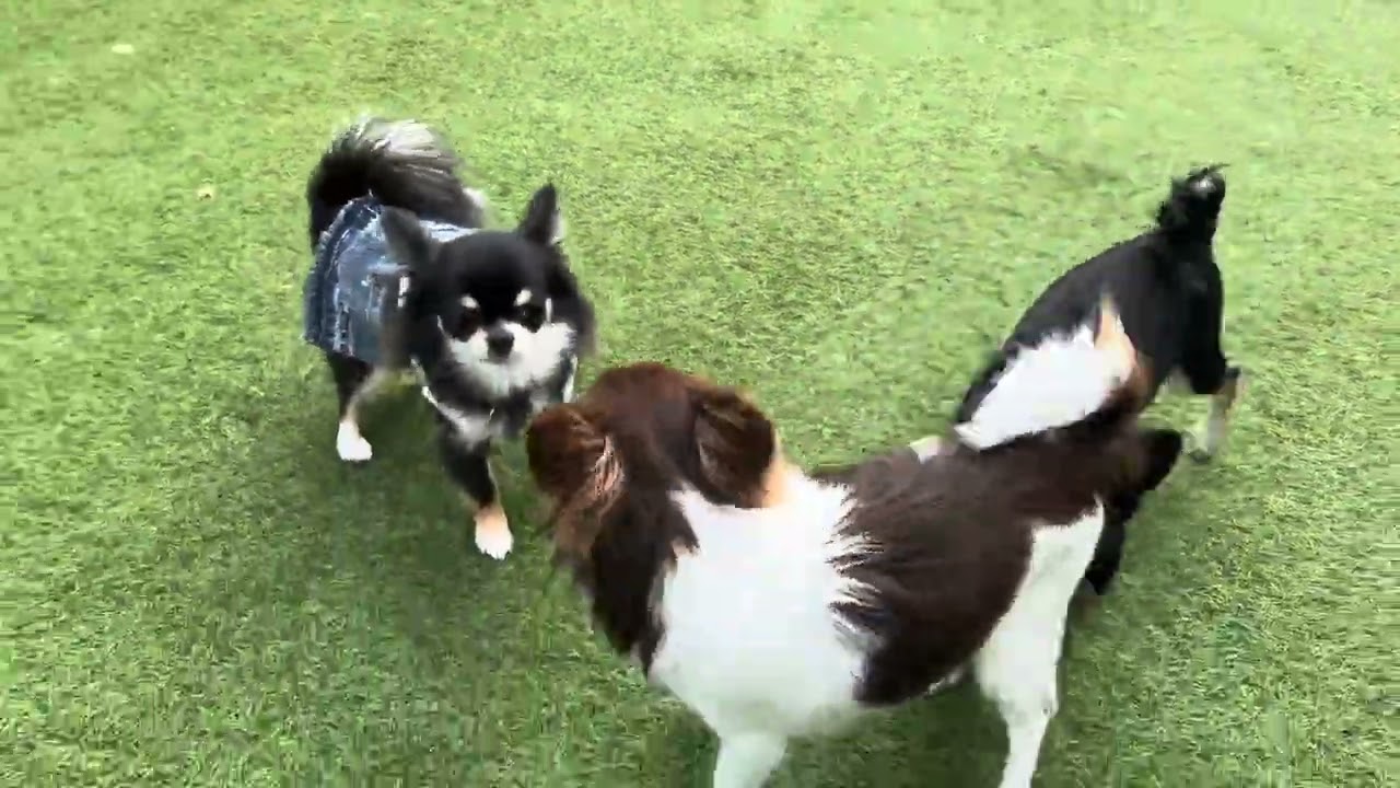 Happy dog                          2026年3月10日