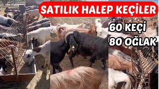 SATILIK HALEP KEÇİSİ !! | 60 Keçi 80 Oğlak Toplam 140 Hayvan