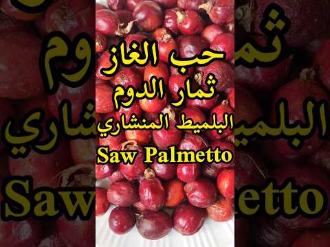 أهم فوائد حب الغاز الدوم البلميط المنشاري