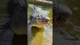 Terrifying Crocodile Sounds in the Wild