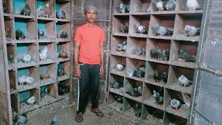 pigeon in karanja lad washim vidarbha amravati by Exotic Birds 501 views 6 days ago 15 minutes