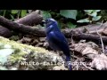 Colorful Birds of Thailand