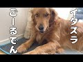イタズラする姿が可愛すぎてたまらんゴールデンレトリバーよもぎ