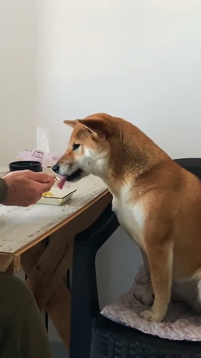 did-you-eat-already-dog-inu-doglover-videoshorts-puppy-shibainus