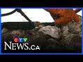 P.E.I. oyster farmers struggle after devastating disease outbreak