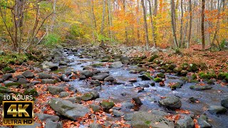 The sound of water &amp; colors of autumn with orange, yellow, green leaves by a forest stream 10 hours