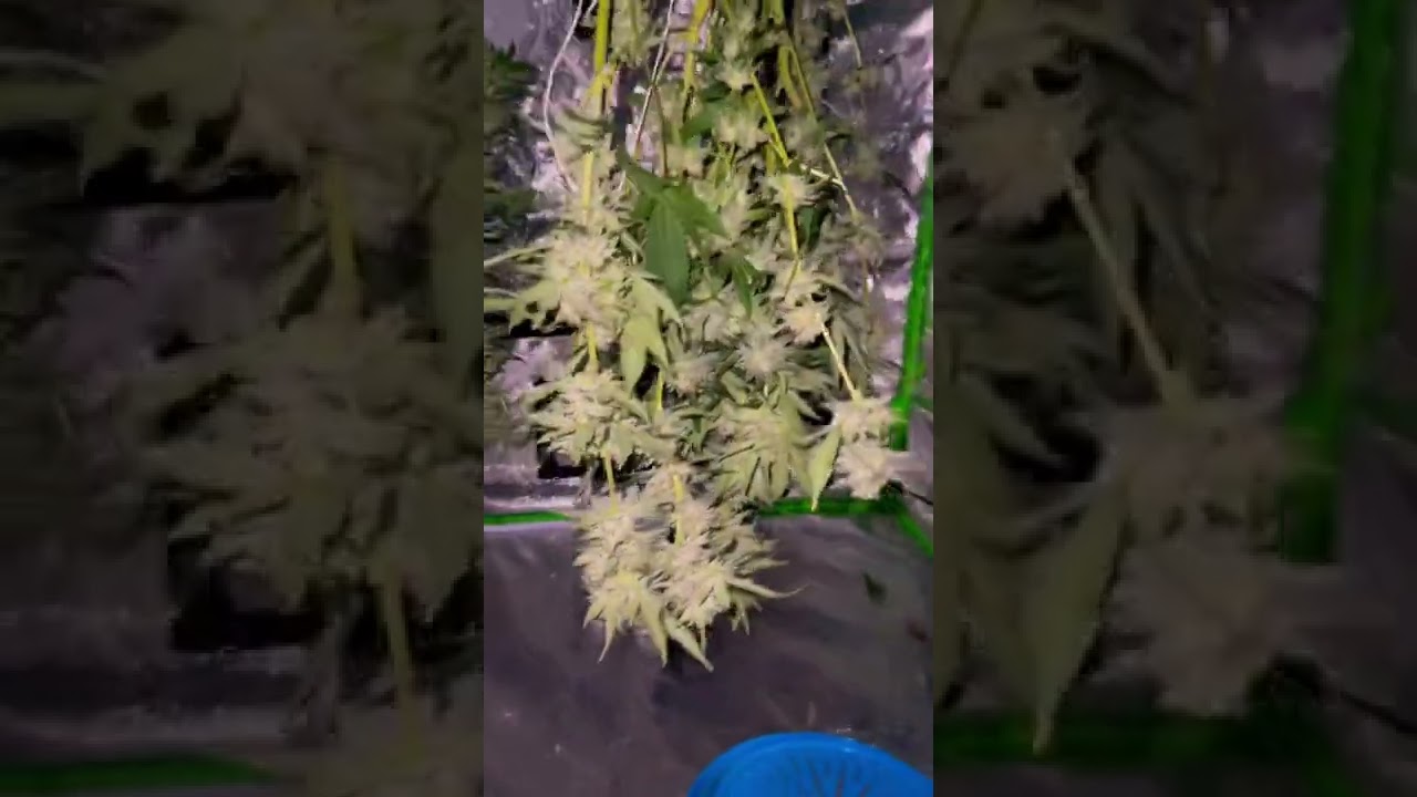 Harvest Day 4x Sunset Sherbet from ILGM 🔥🔥🔥