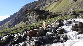 combat de bouquetins  en Vanoise - suite et fin  (Alpes, France),