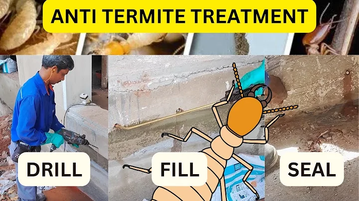 Anti Termite Treatment: Everything You Need to Know
