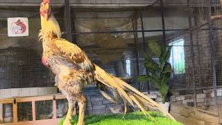 5 kg plus weight mashALLAH  parrot beak aseel long tail aseel in huge size #viralshort #youtube