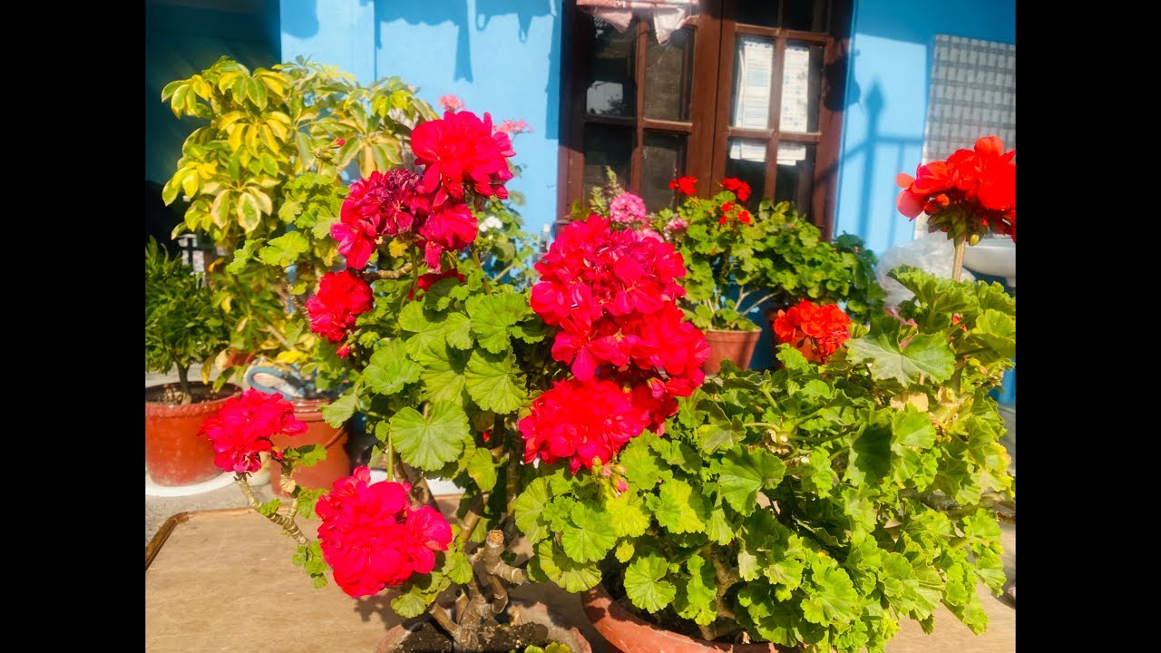 Wellcome my live stream❤️🙏❤️