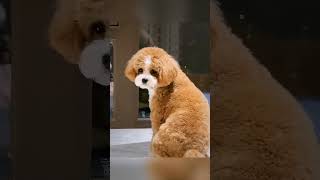 Wer kann diesen Augen widerstehen? #katzenvideo#hundevideo#cutepets