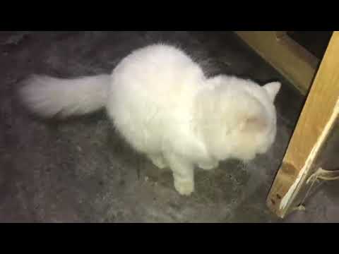 adopting a cat |cutest cat |my cat from hell cat psychology |cat gadgets |cat care 101,getting a cat