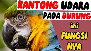Sistem pernapasan pada burung - Media informasi
