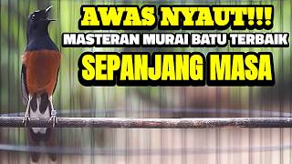 Download lagu Pancingan MURAI BATU full tembakan Bongkar Materi MEWAH ini AMPUH buat MASTERAN Murai Batu Anda