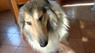 My Rough Collie has grown up