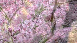 Sakura ~ さくら ~ 桜 ~ japanese folk song