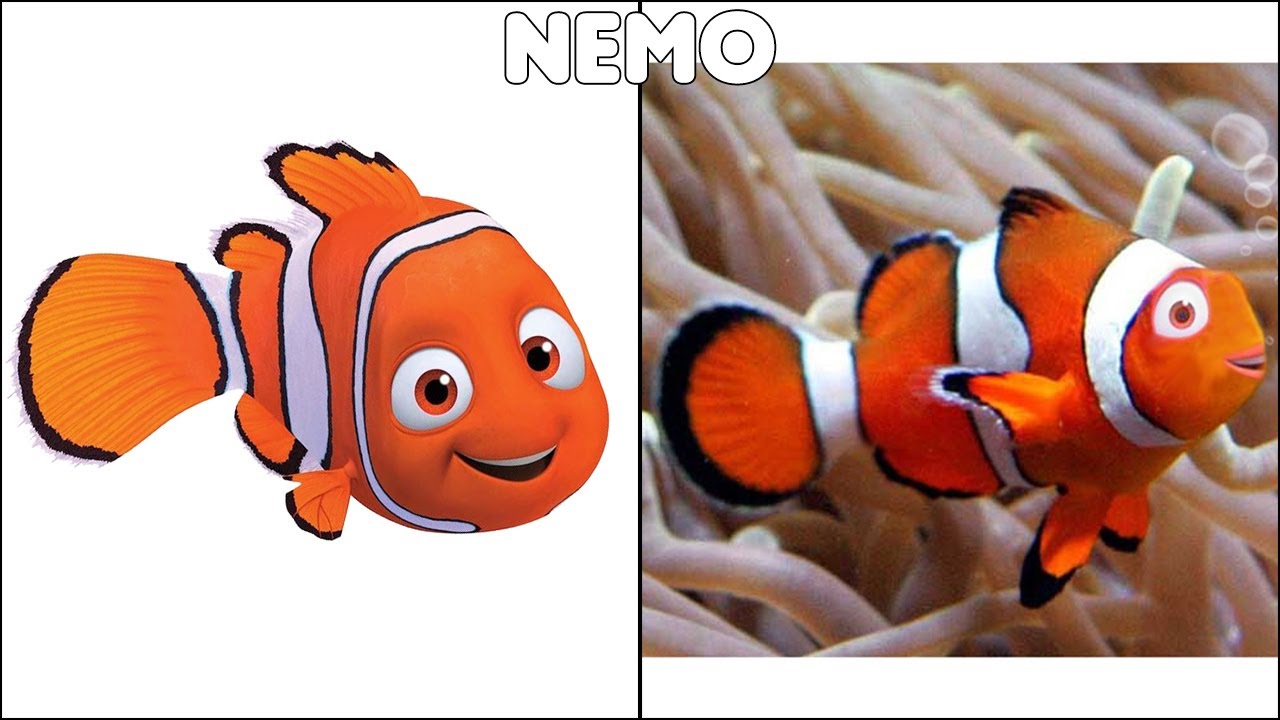 Finding Nemo Characters In Real Life - YouTube