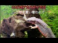 エビ対アカハライモリ   #Cynopspyrrhogaster #newt#アカハライモリ