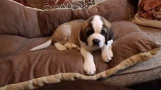 Dexter,  8week old St Bernard puppy meets Bear, Newfoundland