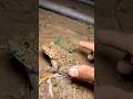 Funny frogs Catching -Wep wep catching frogsfunny -boing catch frogs make you laugh #shortsfeed