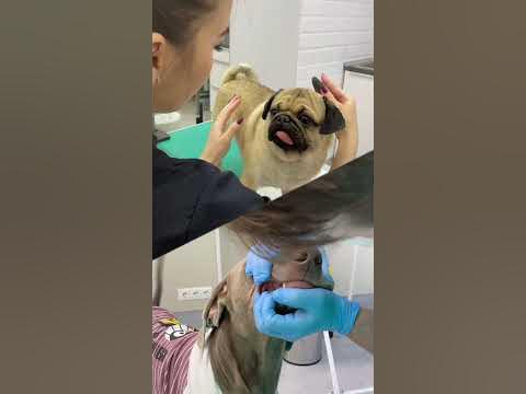 ОСКАР И ДЖОНИ БОЛЬШЕ НЕ БРАТЬЯ😢 - YouTube