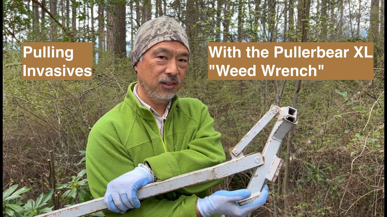 Pulling Invasives with The Pullerbear XL "Weed Wrench" YouTube