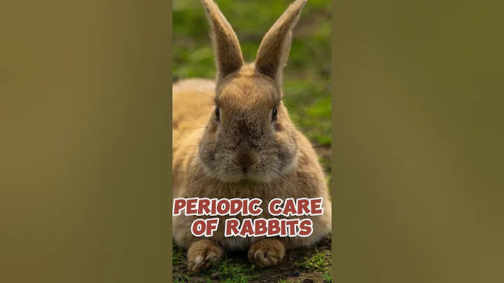 Don't adopt a rabbit without knowing these 5 essential facts