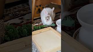 That fluffy rabbit was eating kale leaf again! #mofu #bunny #rabbit #cute #fluffy #かわいい #可愛い #ふわふわ