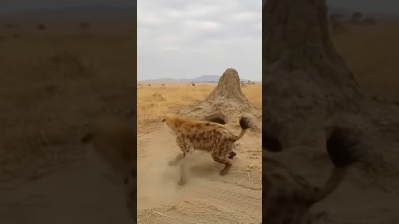 hyena attack honey badger 8 