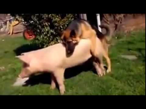 Dog Mating Pig Funnyundefined