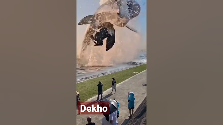 samundar fish video ! shark fish video