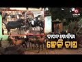 Kandhamal a couple to be daily  labourers are now successful goat farmers