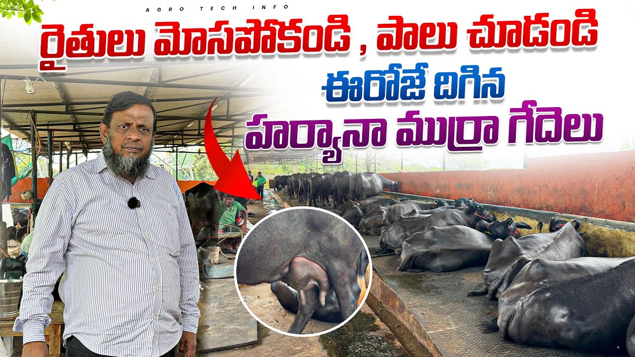 రైతులు మోసపోకండి , పాలు చూడండి ఈరోజే దిగిన హర్యానా ముర్రా గేదెలు||Bunni Jafra murrah in mazhar Dairy