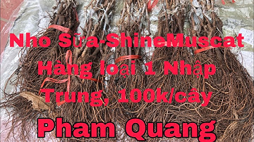 Bán Sỉ Nho Sữa-#shinemuscat  Giống Rễ Trần Nhập Trung Quốc Giá Từ 50k/cây