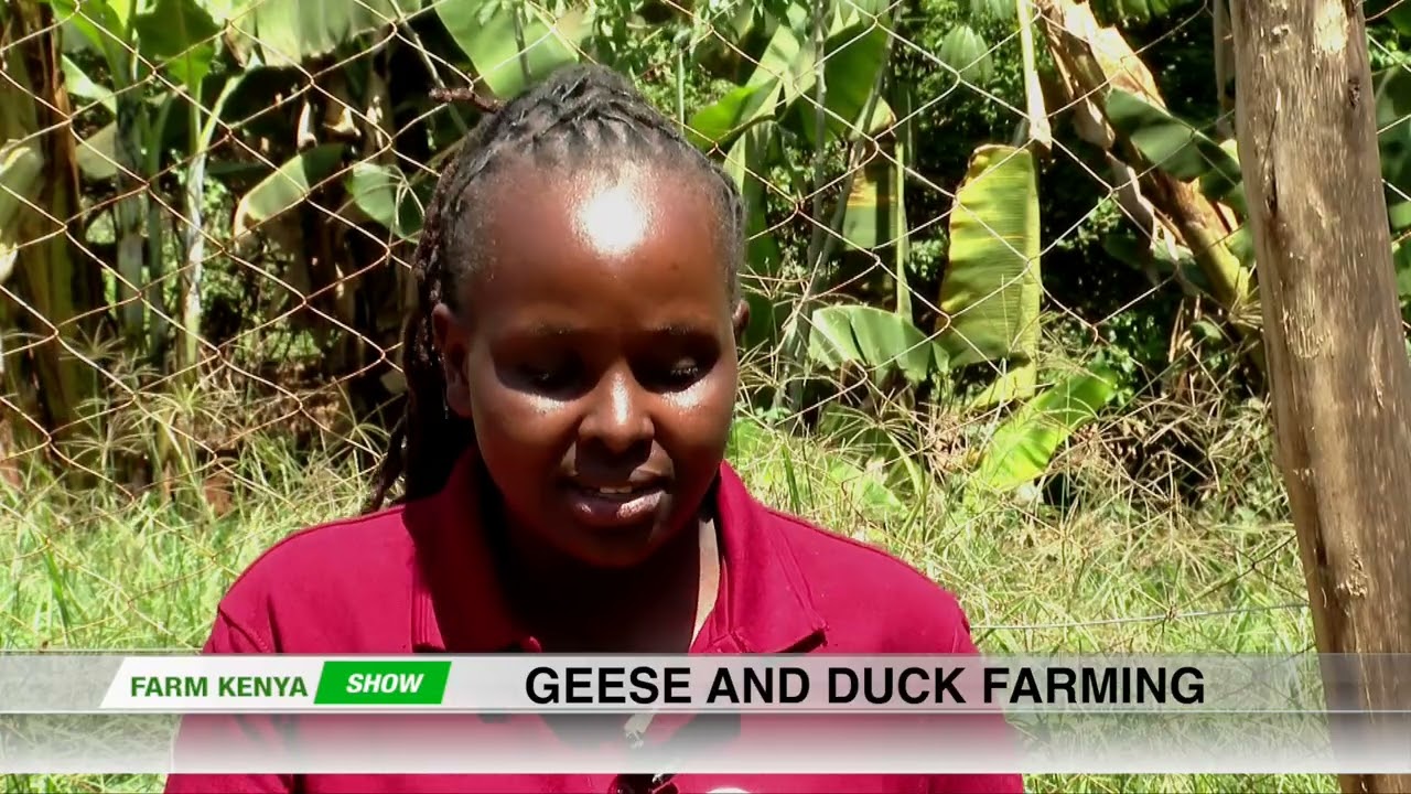 GEESE AND DUCK FARMING: ALL YOU NEED TO KNOW